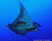 Naucrates ductor Seriola dumerili Remora remora-Mobula tarapaca Acores St MAria Ambrosio-19m-20170822-Denis-ADER-DSC_0017_tn_tn